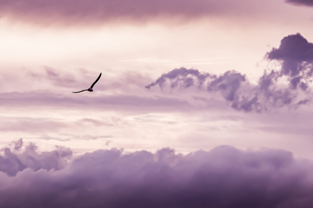 seagull flying with clouds background